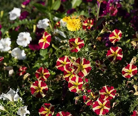 Casa De Crespins Lda *